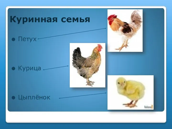 Куринная семья Петух Курица Цыплёнок