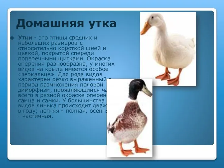 Домашняя утка Утки - это птицы средних и небольших размеров с относительно