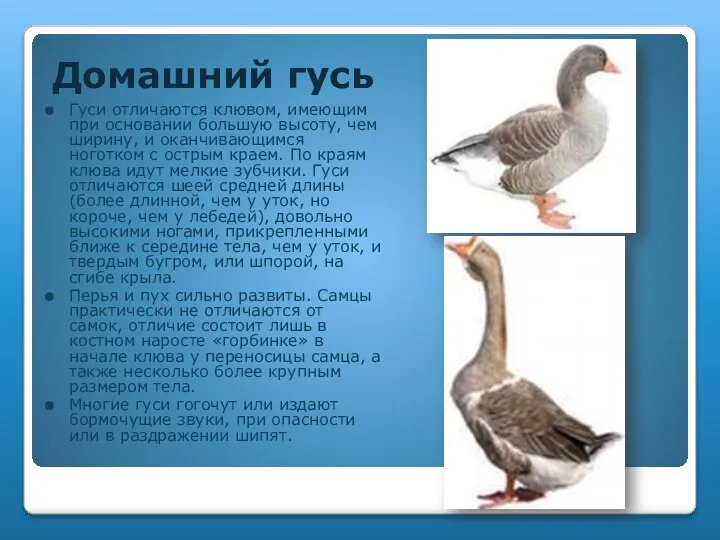 Домашний гусь Гуси отличаются клювом, имеющим при основании большую высоту, чем ширину,