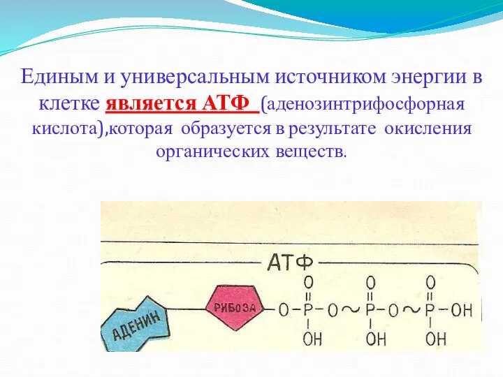 Единым и универсальным источником энергии в клетке является АТФ (аденозинтрифосфорная кислота),которая образуется