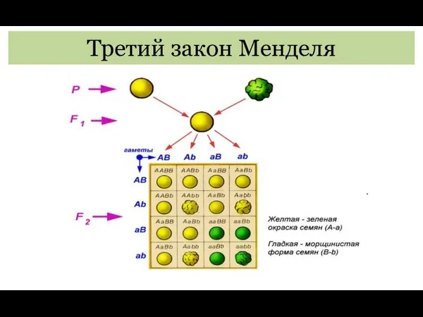 Третий закон Менделя