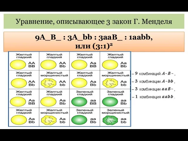 Уравнение, описывающее 3 закон Г. Менделя 9A_B_ : 3A_bb : 3aaB_ : 1aabb, или (3:1)2