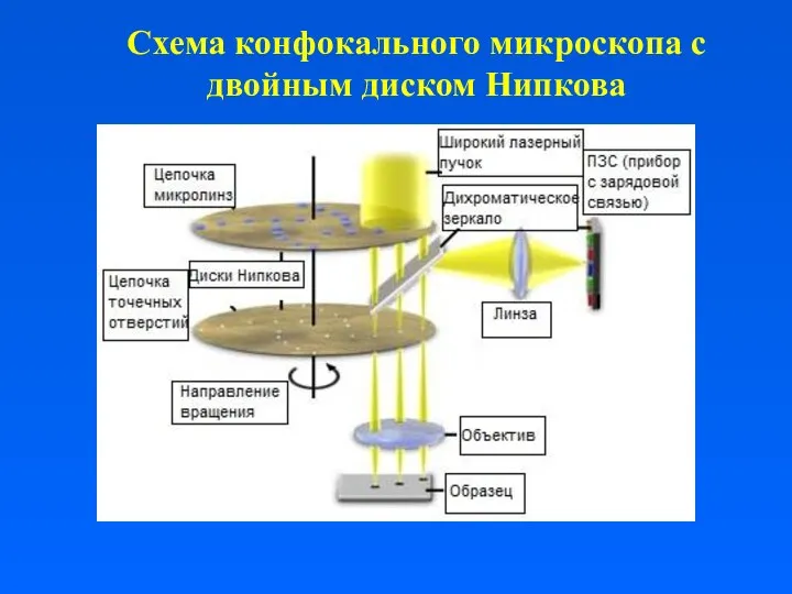 Схема конфокального микроскопа с двойным диском Нипкова