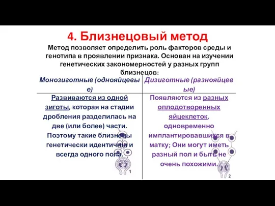 4. Близнецовый метод Метод позволяет определить роль факторов среды и генотипа в