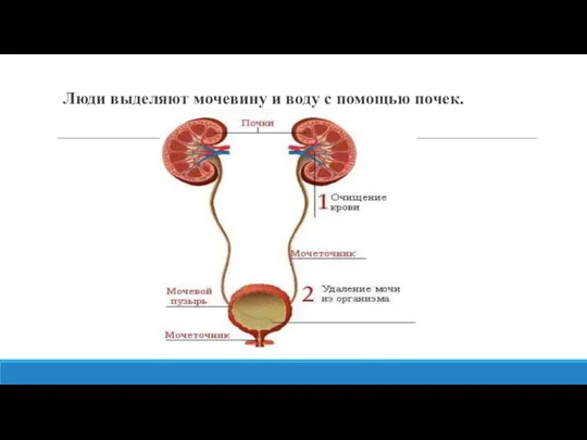 Люди выделяют мочевину и воду с помощью почек.