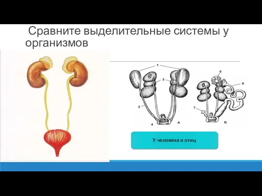 Сравните выделительные системы у организмов У человека и птиц