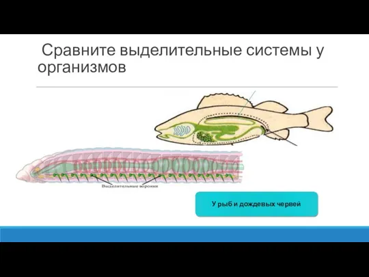 Сравните выделительные системы у организмов У рыб и дождевых червей