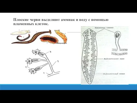 Плоские черви выделяют аммиак и воду с помощью пламенных клеток.