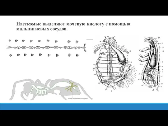 Насекомые выделяют мочевую кислоту с помощью мальпигиевых сосудов.