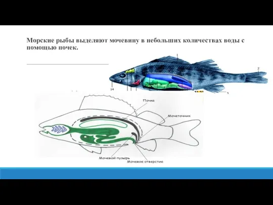 Морские рыбы выделяют мочевину в небольших количествах воды с помощью почек.