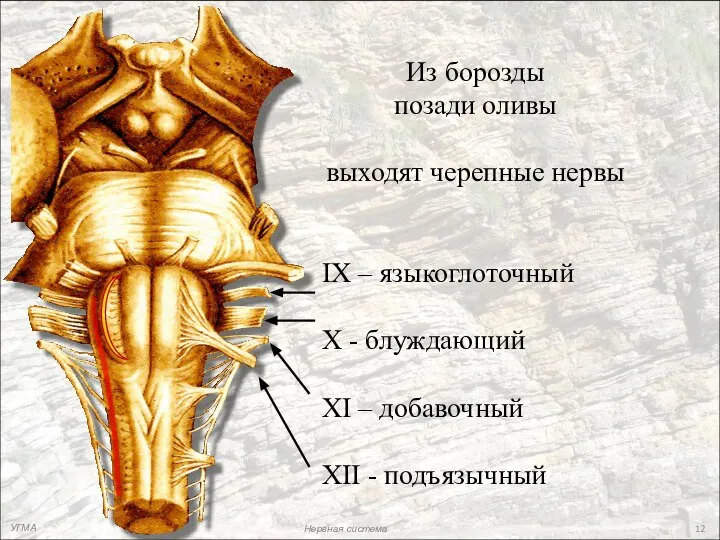 Из борозды позади оливы выходят черепные нервы IX – языкоглоточный X -