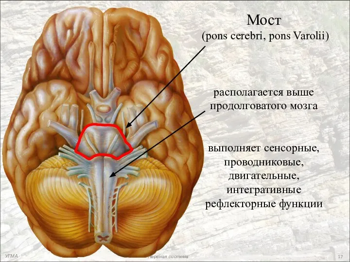 УГМА Нервная система Мост (pons cerebri, pons Varolii) располагается выше продолговатого мозга