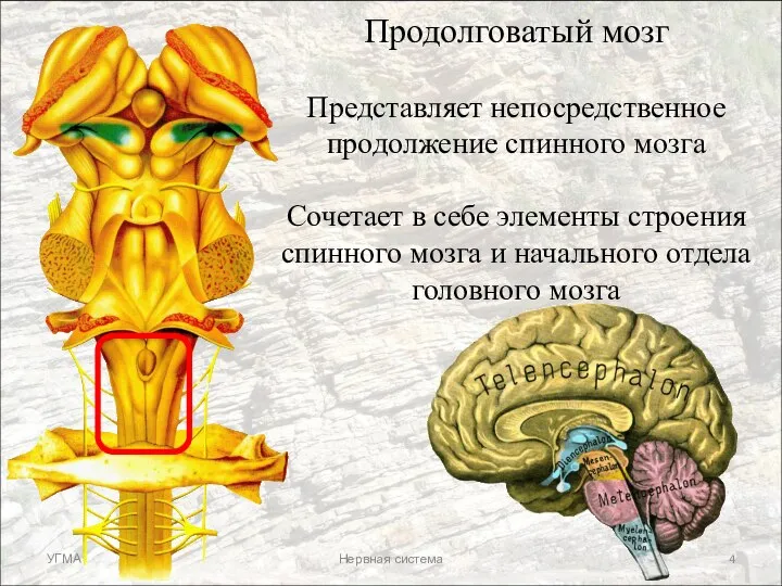 Продолговатый мозг Представляет непосредственное продолжение спинного мозга Сочетает в себе элементы строения