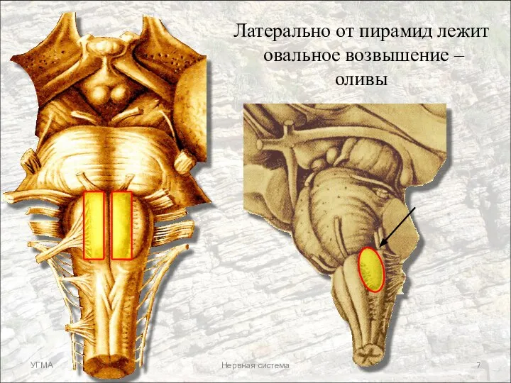 Латерально от пирамид лежит овальное возвышение – оливы УГМА Нервная система