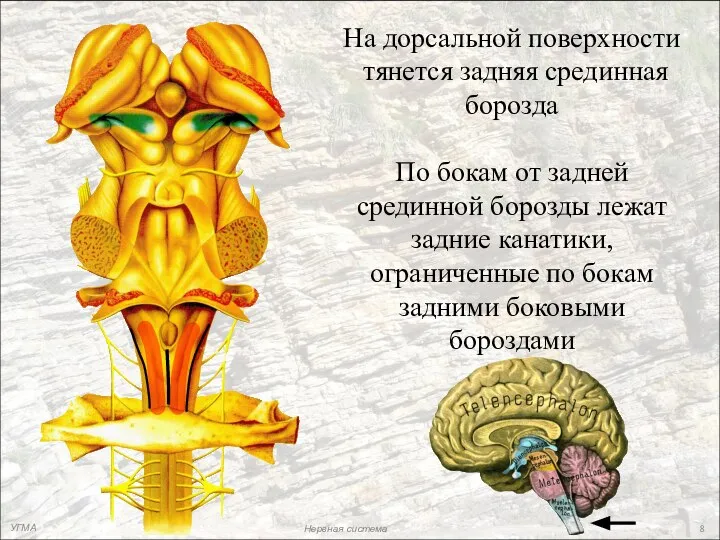 На дорсальной поверхности тянется задняя срединная борозда По бокам от задней срединной