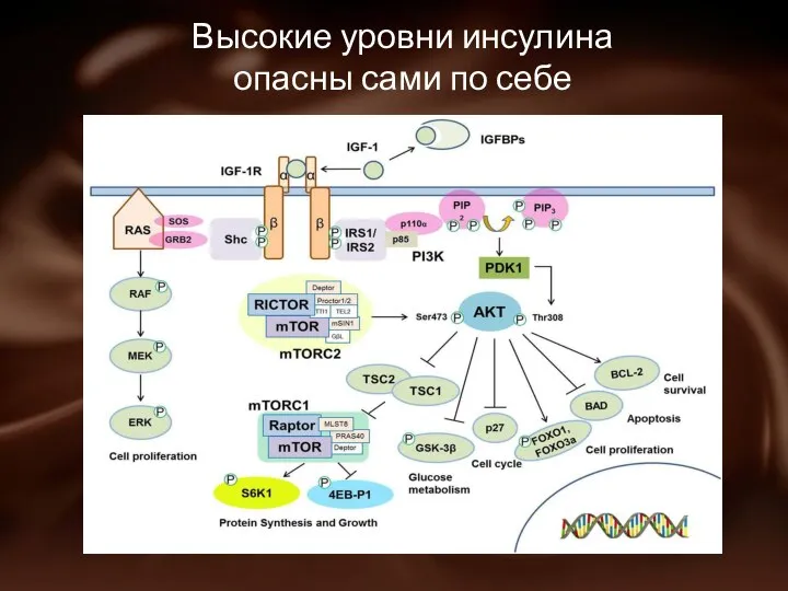 Высокие уровни инсулина опасны сами по себе