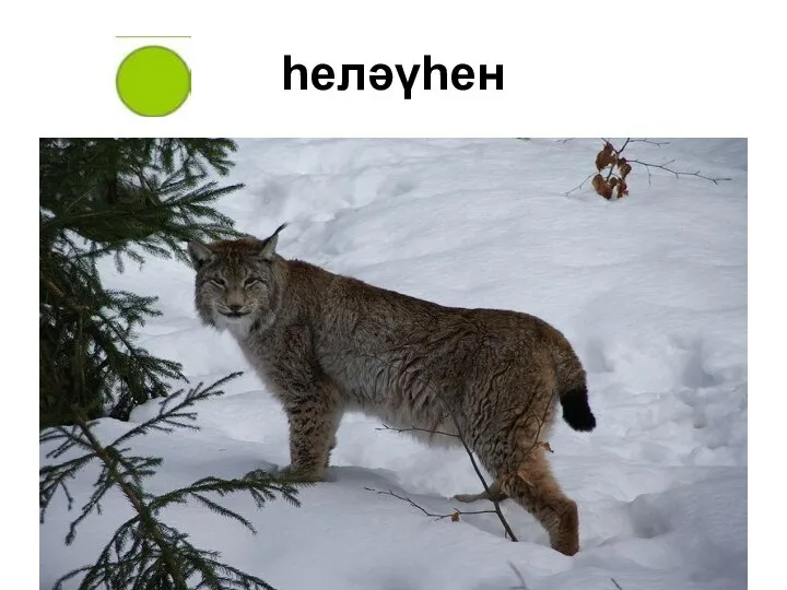 һеләүһен