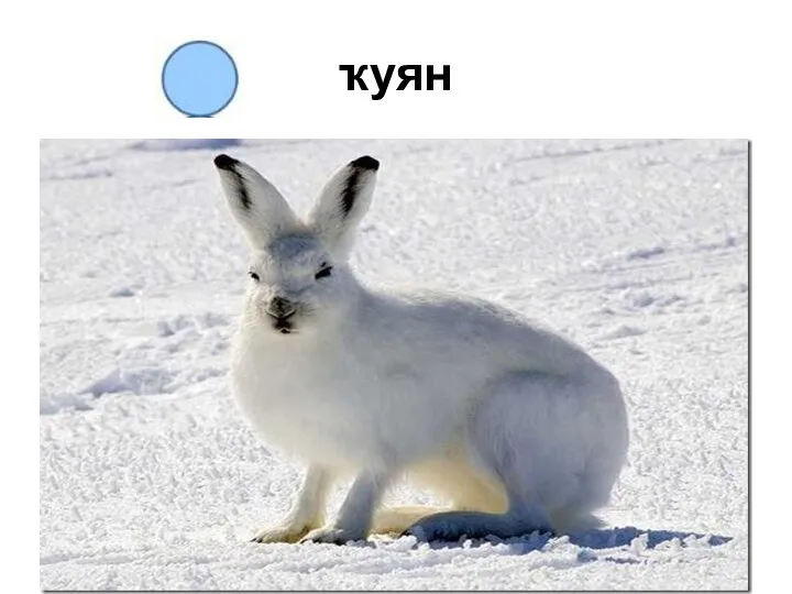 ҡуян