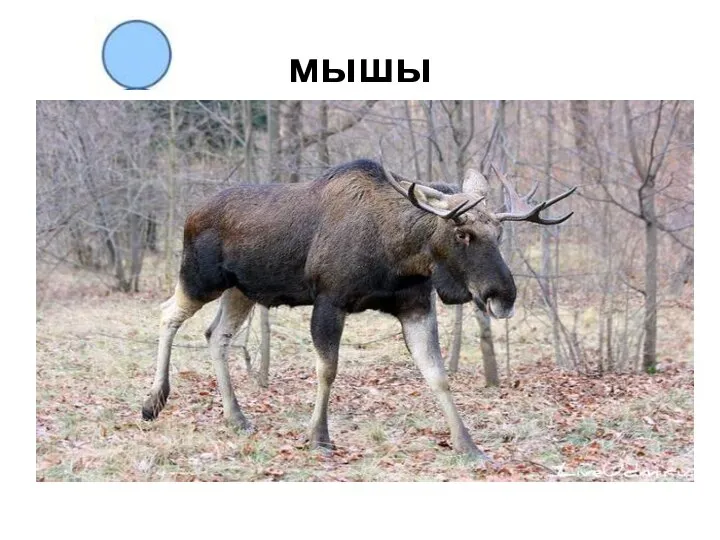 мышы