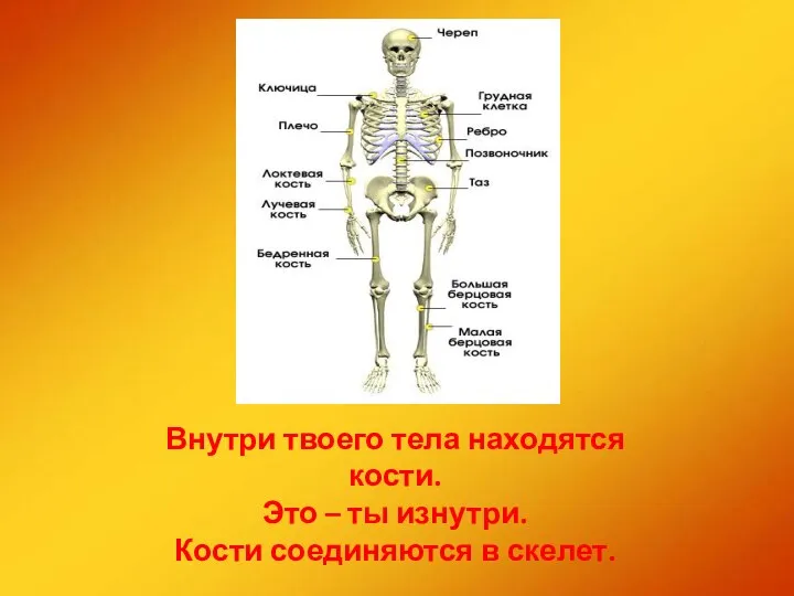 Внутри твоего тела находятся кости. Это – ты изнутри. Кости соединяются в скелет.
