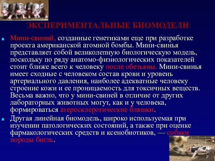 ЭКСПЕРИМЕНТАЛЬНЫЕ БИОМОДЕЛИ Мини-свиний, созданные генетиками еще при разработке проекта американской атомной бомбы.