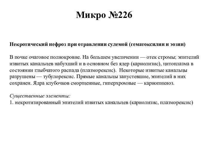 Некротический нефроз при отравлении сулемой (гематоксилин и эозин) В почке очаговое полнокровие.