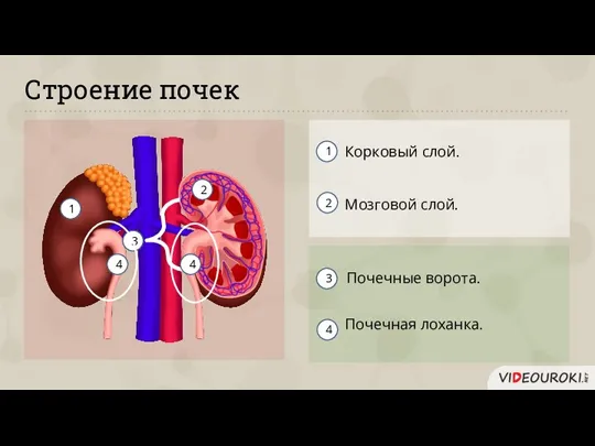 Строение почек Корковый слой. Мозговой слой. 1 2 1 2 3 3