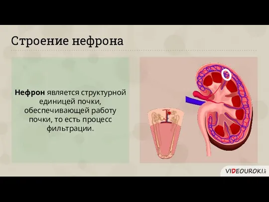 Строение нефрона Нефрон является структурной единицей почки, обеспечивающей работу почки, то есть процесс фильтрации.
