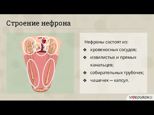 Строение нефрона Нефроны состоят из: кровеносных сосудов; извилистых и прямых канальцев; собирательных трубочек; чашечек ─ капсул.
