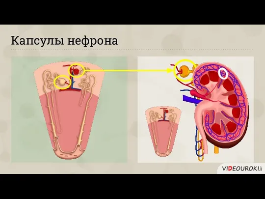 Капсулы нефрона