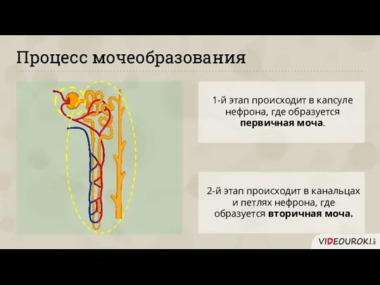 Процесс мочеобразования 1-й этап происходит в капсуле нефрона, где образуется первичная моча.