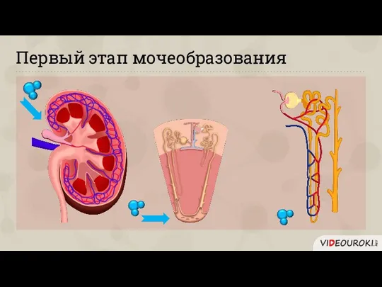 Первый этап мочеобразования