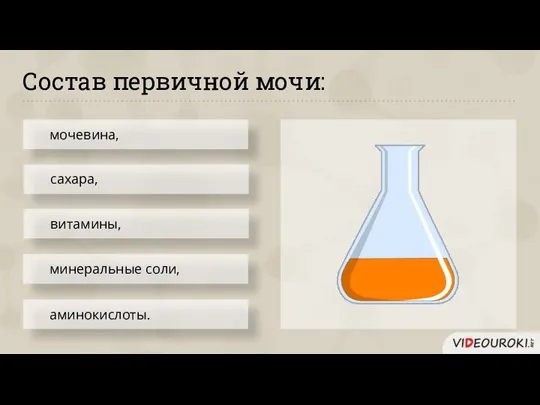 Состав первичной мочи: мочевина, сахара, аминокислоты. минеральные соли, витамины,