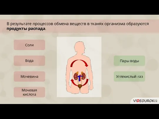 Углекислый газ Соли Мочевина Вода В результате процессов обмена веществ в тканях