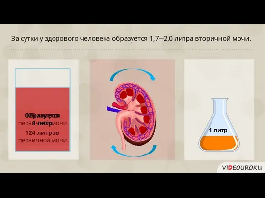 За сутки у здорового человека образуется 1,7─2,0 литра вторичной мочи. 1 литр