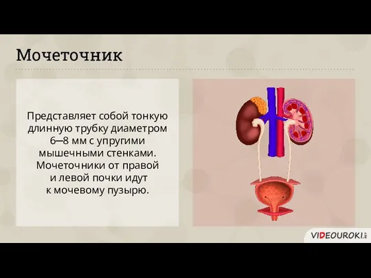 Мочеточник Представляет собой тонкую длинную трубку диаметром 6─8 мм с упругими мышечными