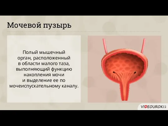 Мочевой пузырь Полый мышечный орган, расположенный в области малого таза, выполняющий функцию