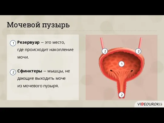 Мочевой пузырь Резервуар − это место, где происходит накопление мочи. Сфинктеры −