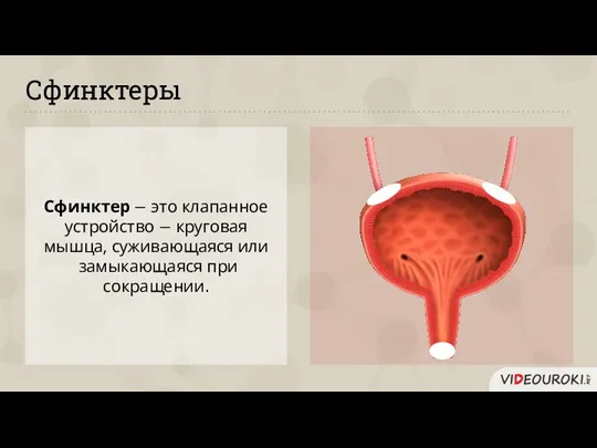 Сфинктеры Сфинктер − это клапанное устройство − круговая мышца, суживающаяся или замыкающаяся при сокращении.