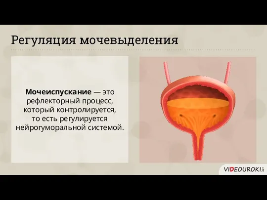 Регуляция мочевыделения Мочеиспускание — это рефлекторный процесс, который контролируется, то есть регулируется нейрогуморальной системой.