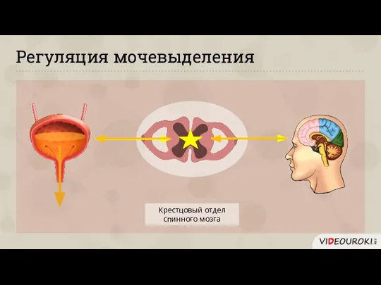 Регуляция мочевыделения Крестцовый отдел спинного мозга