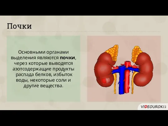 Почки Основными органами выделения являются почки, через которые выводятся азотсодержащие продукты распада