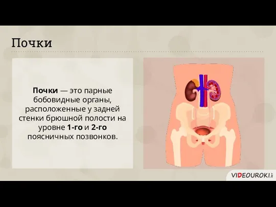 Почки — это парные бобовидные органы, расположенные у задней стенки брюшной полости