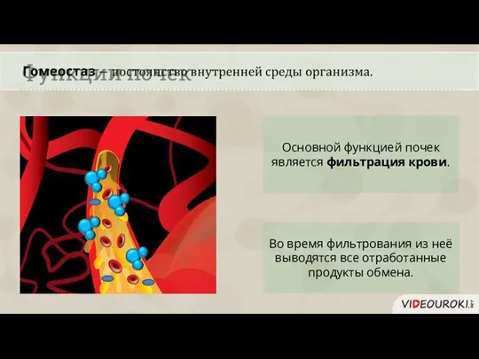 Функции почек Основной функцией почек является фильтрация крови. Во время фильтрования из