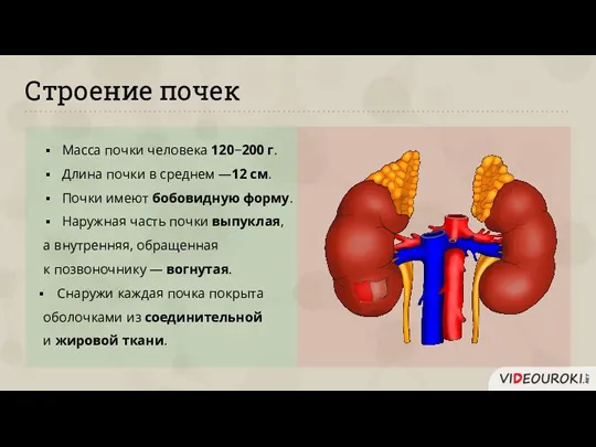 Строение почек Масса почки человека 120−200 г. Длина почки в среднем —12