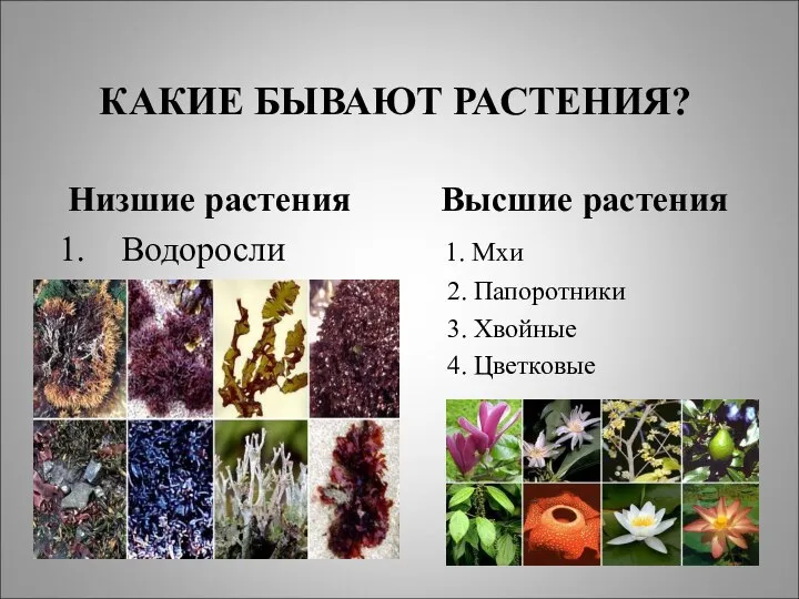 КАКИЕ БЫВАЮТ РАСТЕНИЯ? Низшие растения Высшие растения Водоросли 1. Мхи 2. Папоротники 3. Хвойные 4. Цветковые