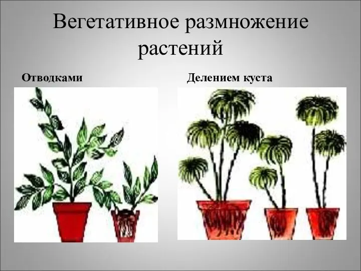 Вегетативное размножение растений Отводками Делением куста