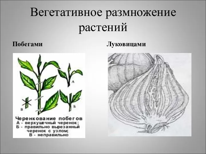 Вегетативное размножение растений Побегами Луковицами