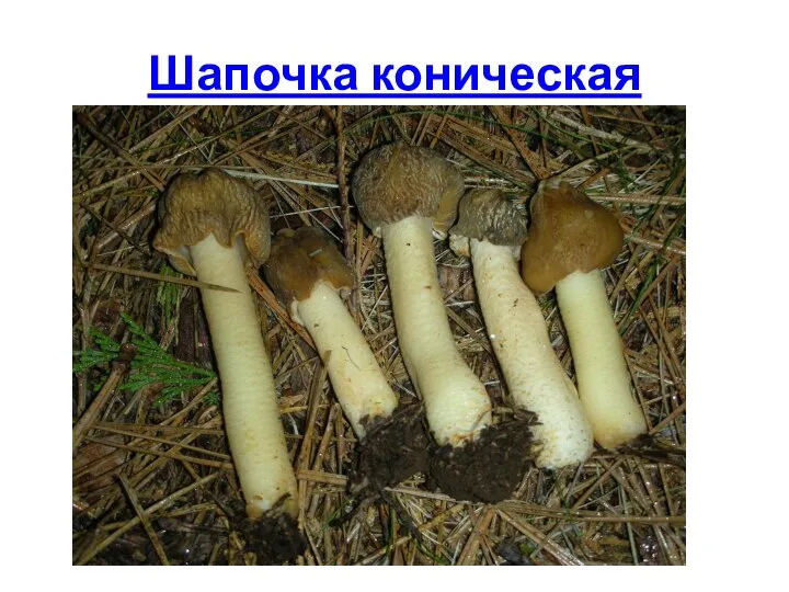 Шапочка коническая