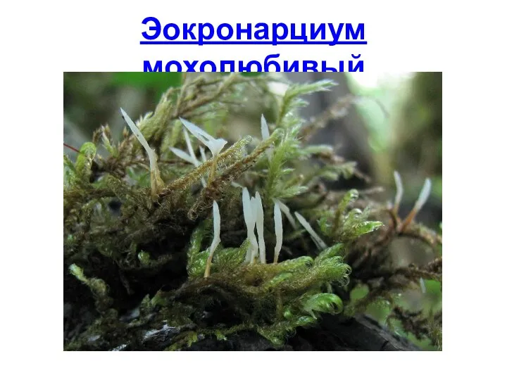 Эокронарциум мохолюбивый
